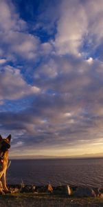 Animaux,Chiens,Paysage