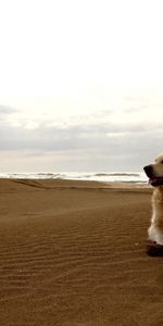 Chiens,Animaux,Paysage,Plage