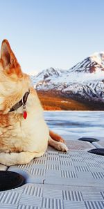 Animals,Landscape,Dogs,Mountains