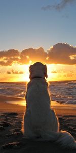 Animaux,Chiens,Sun,Mer,Paysage,Plage