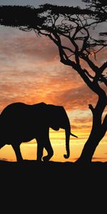 Animals,Landscape,Elephants