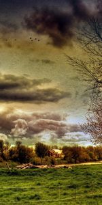 Animals,Landscape,Fields,Horses