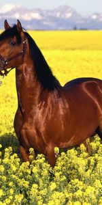 Animals,Landscape,Fields,Horses