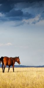 Animales,Paisaje,Caballos