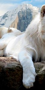 Animals,Landscape,Mountains,Lions