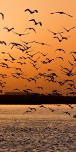 Animales,Paisaje,Naturaleza,Birds