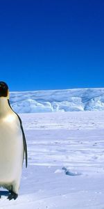 Pinguouins,Paysage,Animaux