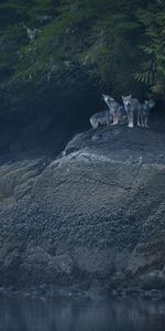 Animaux,Arbres,Rivières,Paysage,Loups