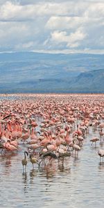 Animaux,Paysage,Eau,Flamingo