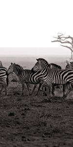 Animals,Landscape,Zebra