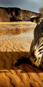 Animals,Landscape,Zebra