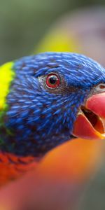 Animals,Laurie,Lori,Iridescent,Rainbow,Beak,Bird,Parrots