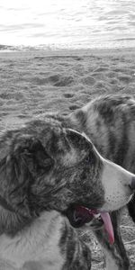 Animals,Leash,Bw,Dog,Chb,Sand,Beach