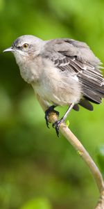 Animals,Leaves,Bird,Branch