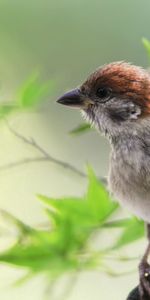 Animals,Leaves,Bird,Sit,Sparrow,Branch