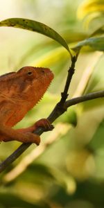 Animals,Leaves,Branch,Chameleon,Reptile