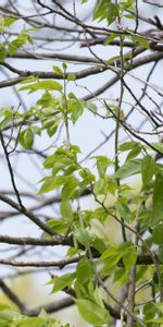 Animals,Leaves,Bright,Bird,Branch,Feather