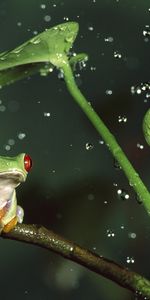 Animals,Leaves,Drops,Frogs