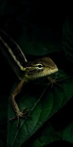 Animaux,Lézard,Feuilles,Reptile