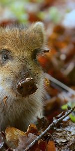 Animals,Leaves,Mud,Dirt,Small,Pig,Autumn