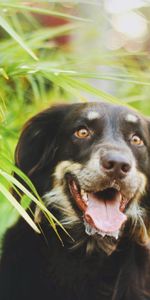 Plante,Planter,Muselière,Feuilles,Museau,Animaux,Chien