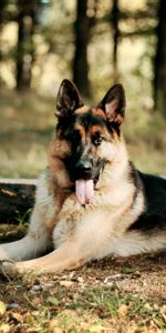 Feuilles,Animaux,Forêt,Chien,Chien De Berger