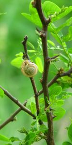 Animals,Leaves,Snails