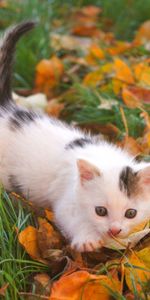 Automne,Feuilles,Boutonneux,Additionner,À Pois,Animaux,Minou,Chaton,Enfant