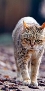 Feuilles,Flâner,Mince,Animaux,Promenade,Chat