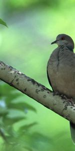 Animales,Hojas,Pájaro,Madera,Rama,Árbol