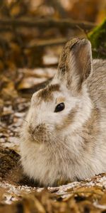 Animals,Leaves,Wood,Tree,Hare,Cold