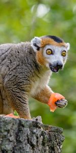 Animals,Lemur,Emotions,Surprise,Astonishment,Eat