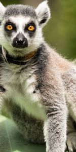 Se Tenir Debout,Debout,Surprendre,Étonnement,Animaux,Maki,Lémurien