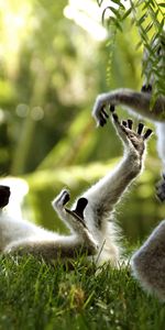 Animals,Lemurs