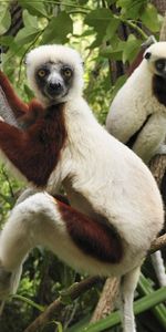 Branches,Montée,Grimper,Trois,Les Lémuriens,Animaux