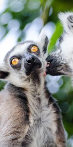 Animals,Lemurs,Pair,Licking,Lick Your Lips,Couple