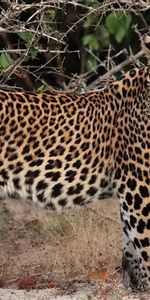 Sucursales,Ramas,Depredador,Estar De Pie,Animales,Leopardo