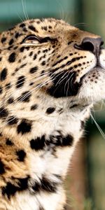 Depredador,Gato Grande,Color,Animales,Leopardo