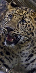 Animals,Leopard,Grin,Predator,Aggression,Big Cat