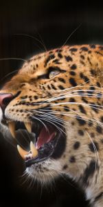 Animals,Leopard,Grin,Predator,Fangs,To Fall,Mouth,Black Background