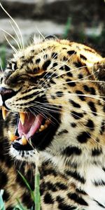 Animals,Leopard,Grin,Spotted,Spotty,Aggression,Big Cat,Evil