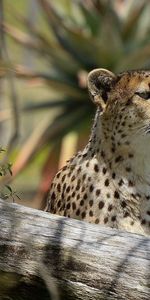 Registro,Gato Grande,Tronco,Animales,Leopardo