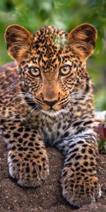 Animales,Bozal,Depredador,Gato Grande,Leopardo