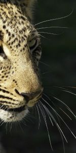 Gato Montés,Bigote,Leopardo,Bozal,Depredador,Animales,Gato Salvaje