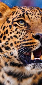 Animals,Leopard,Muzzle,Opinion,Sight,Aggression,Predator