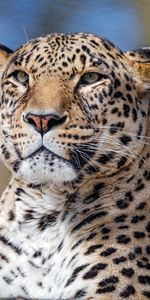 Animals,Leopard,Muzzle,Opinion,Sight,Big Cat,Predator