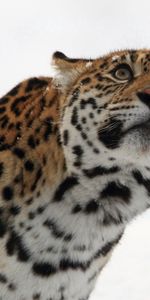 Animals,Leopard,Muzzle,Opinion,Sight,Look,Snow