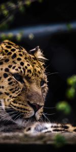 Bozal,Depredador,Gato Grande,Animales,Leopardo