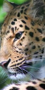 Animals,Leopard,Muzzle,Predator,Color,Big Cat