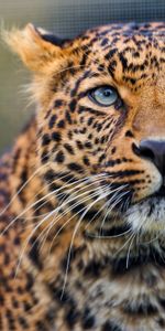 Animals,Leopard,Muzzle,Predator,Opinion,Sight,To Watch,Watch